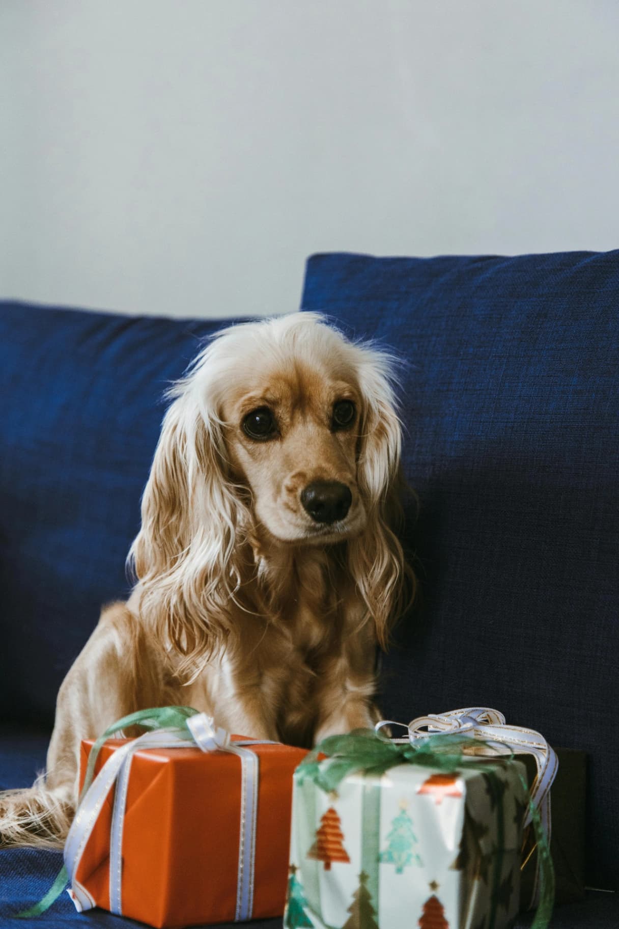 Sony portrait